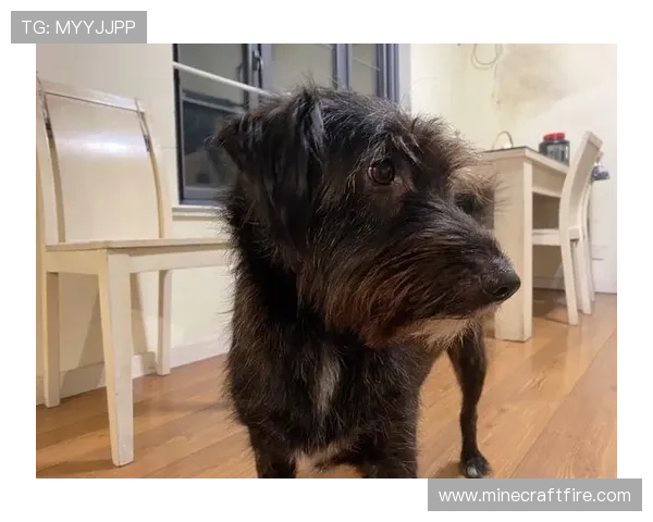 垃圾狗：欧洲根基铸拉斯魅力